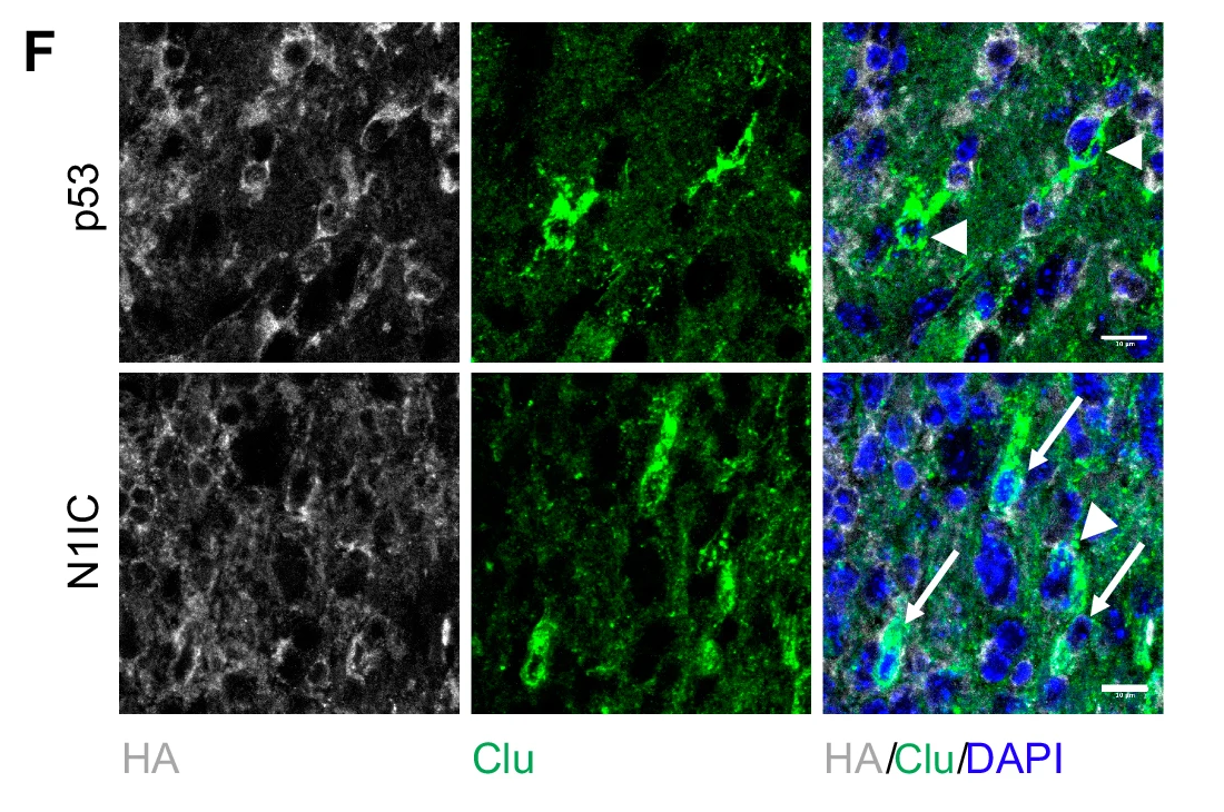 Published microscopy panel with HA, Clu and DAPI signals in two engineered mouse glioma models; original labels, arrows and scale bars retained.